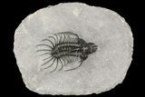 Spiny Quadrops Trilobite - Ofaten, Morocco #164501-1